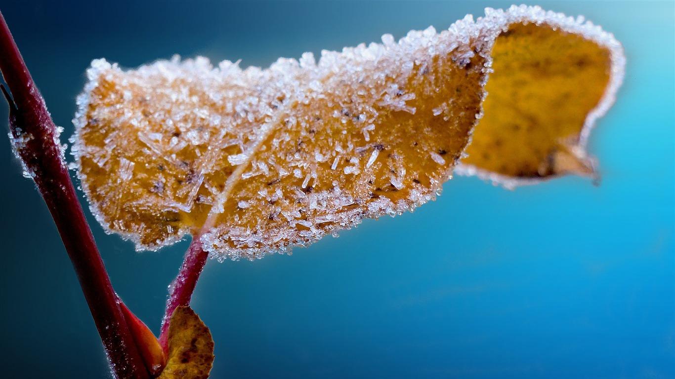 1366x768 Winter Frozen Leaf Fresh Nature HD Wallpaper