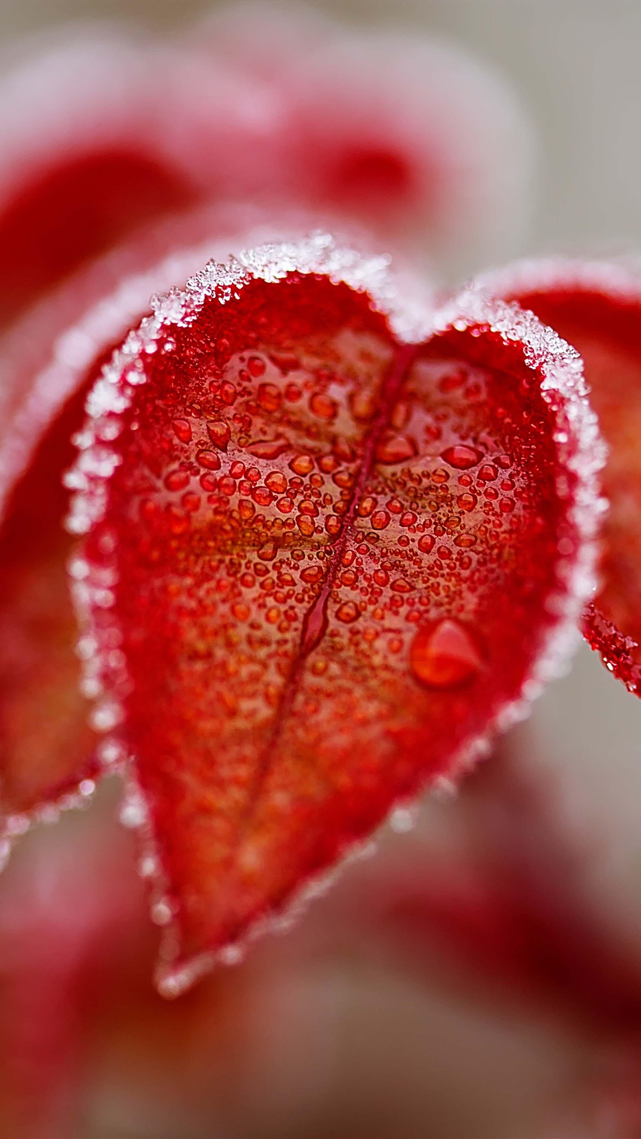 2160x3840 Red Leaves Frosty Winter 4K Ultra HD Mobile Wallpaper