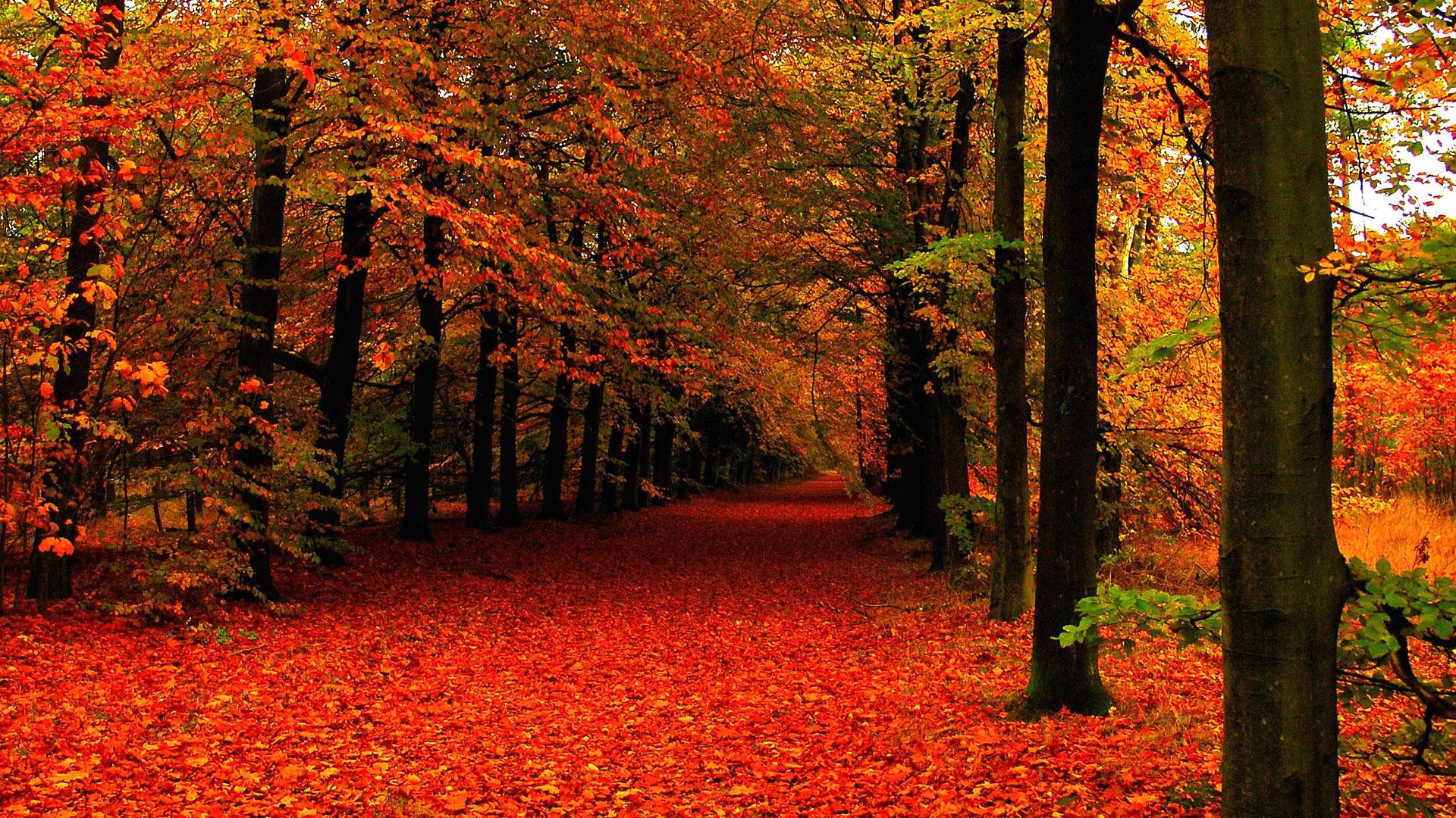 1920x1080 winter leaves HD free wallpaper for desktop
