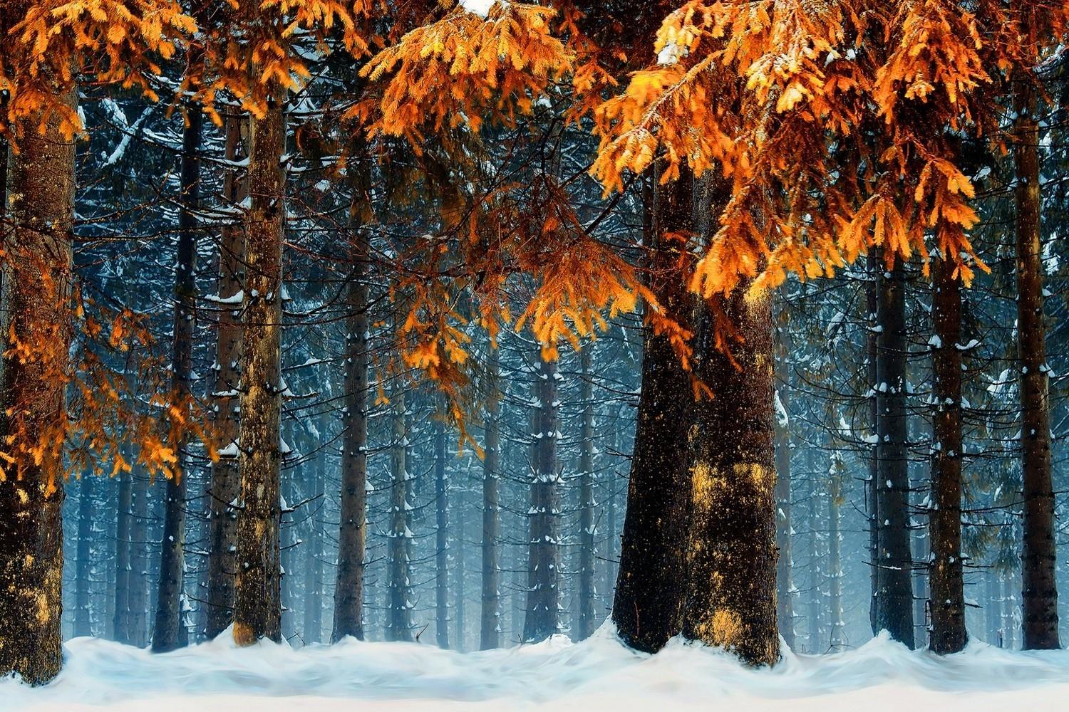 1500x1000 snow forest cold orange germany nature landscape trees blue leaves winter white wallpaper