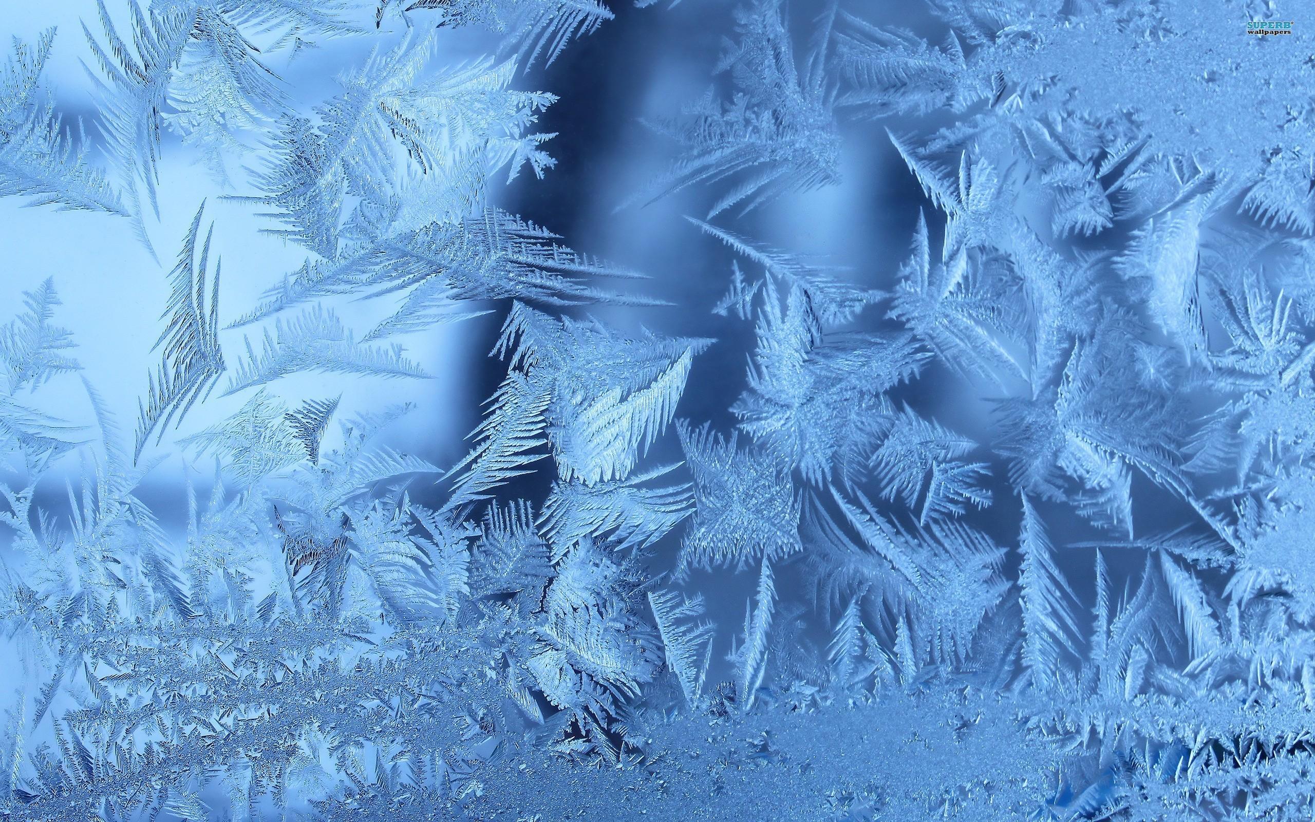 2560x1600 Download Wallpaper Frozen Winter Leaves