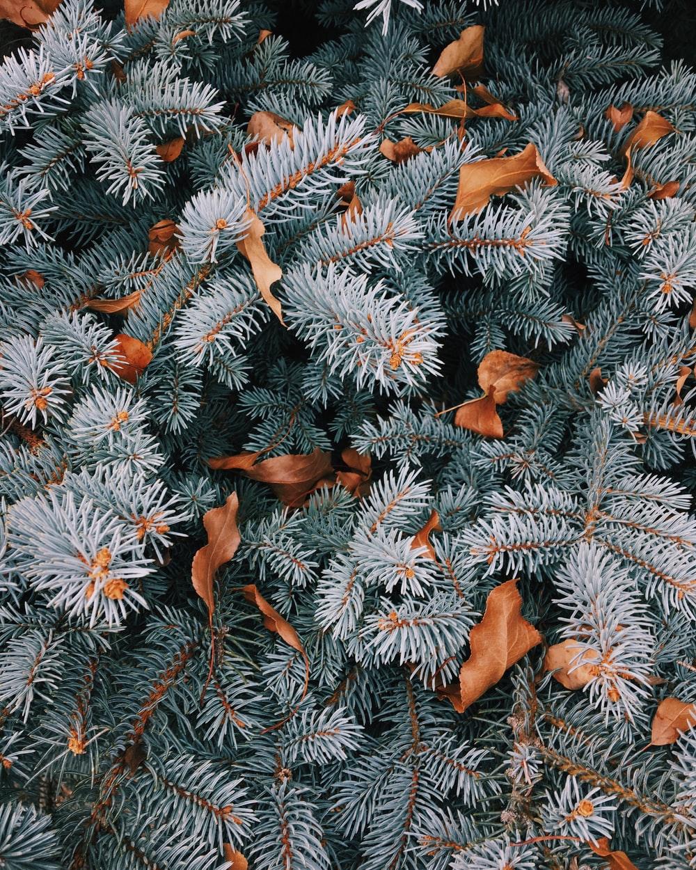 1000x1250 Winter Leaves Picture. Download Free Image
