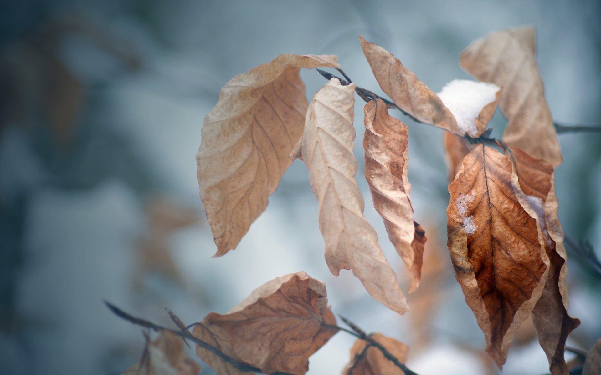 1920x1200 macro Wallpaper snow leaves autumn winter autumn Wallpaper HD wallpaper