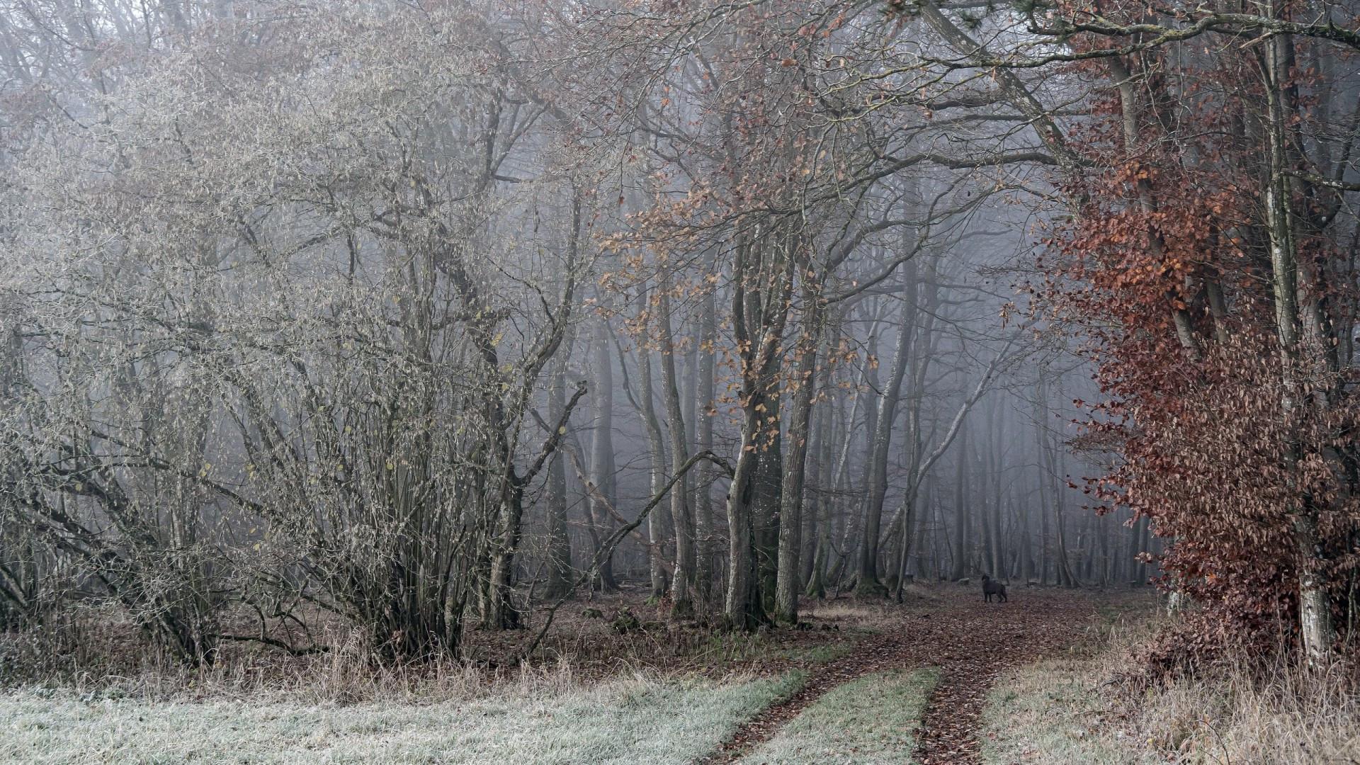 1920x1080 Download 1920x1080 Winter, Trees, Forest, Path, Leaves Wallpaper for Widescreen