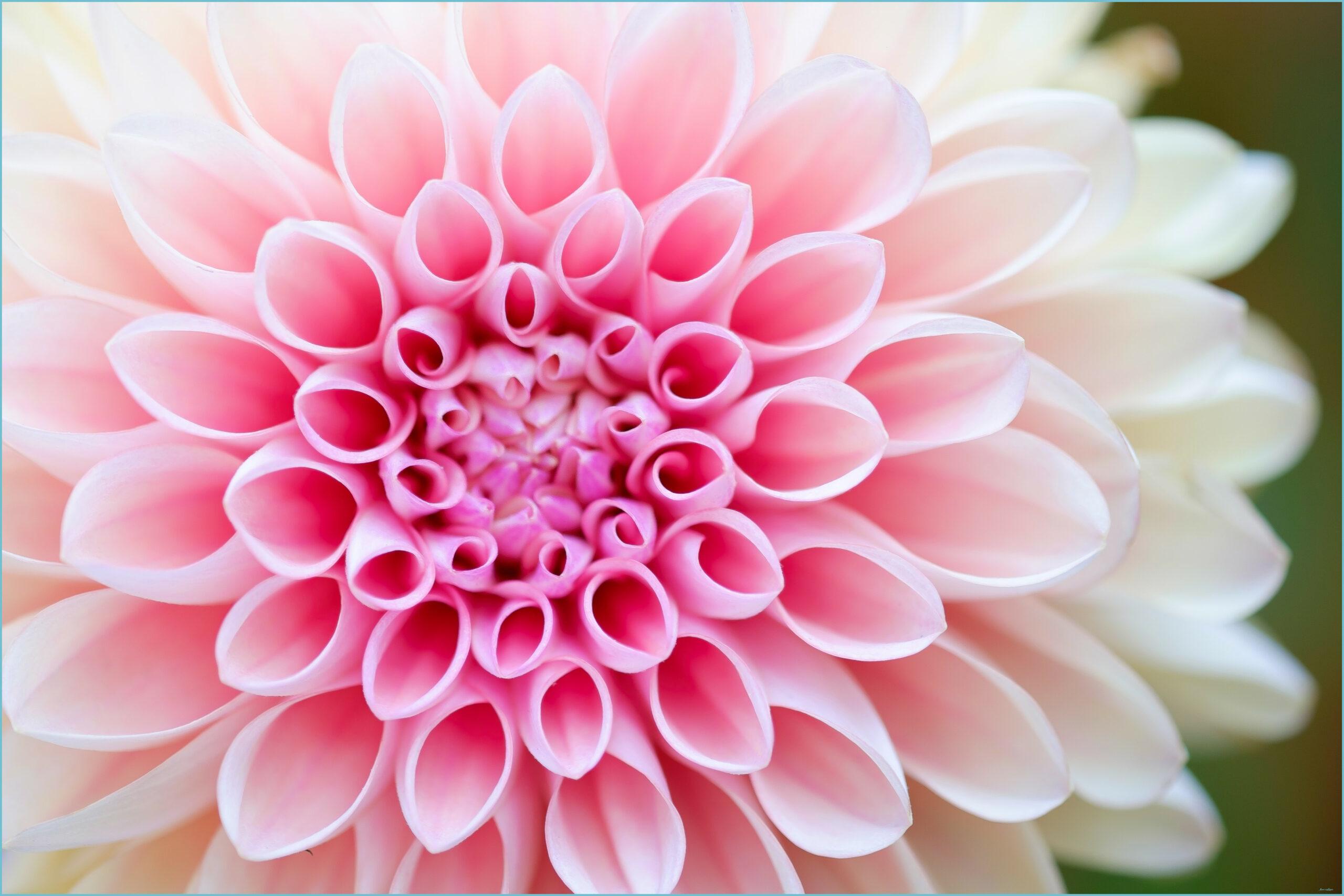 2560x1707 Download Flower Wallpaper [HD]