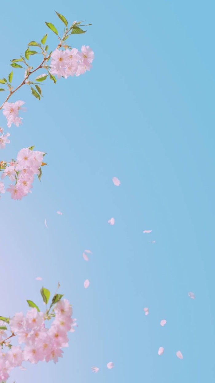 700x1245 Anime Flower Wallpaper