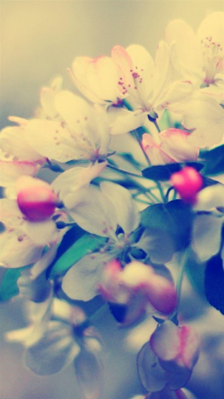 750x1334 Blossom Branch Flower Glare Macro iPhone 8 Wallpaper Free Download