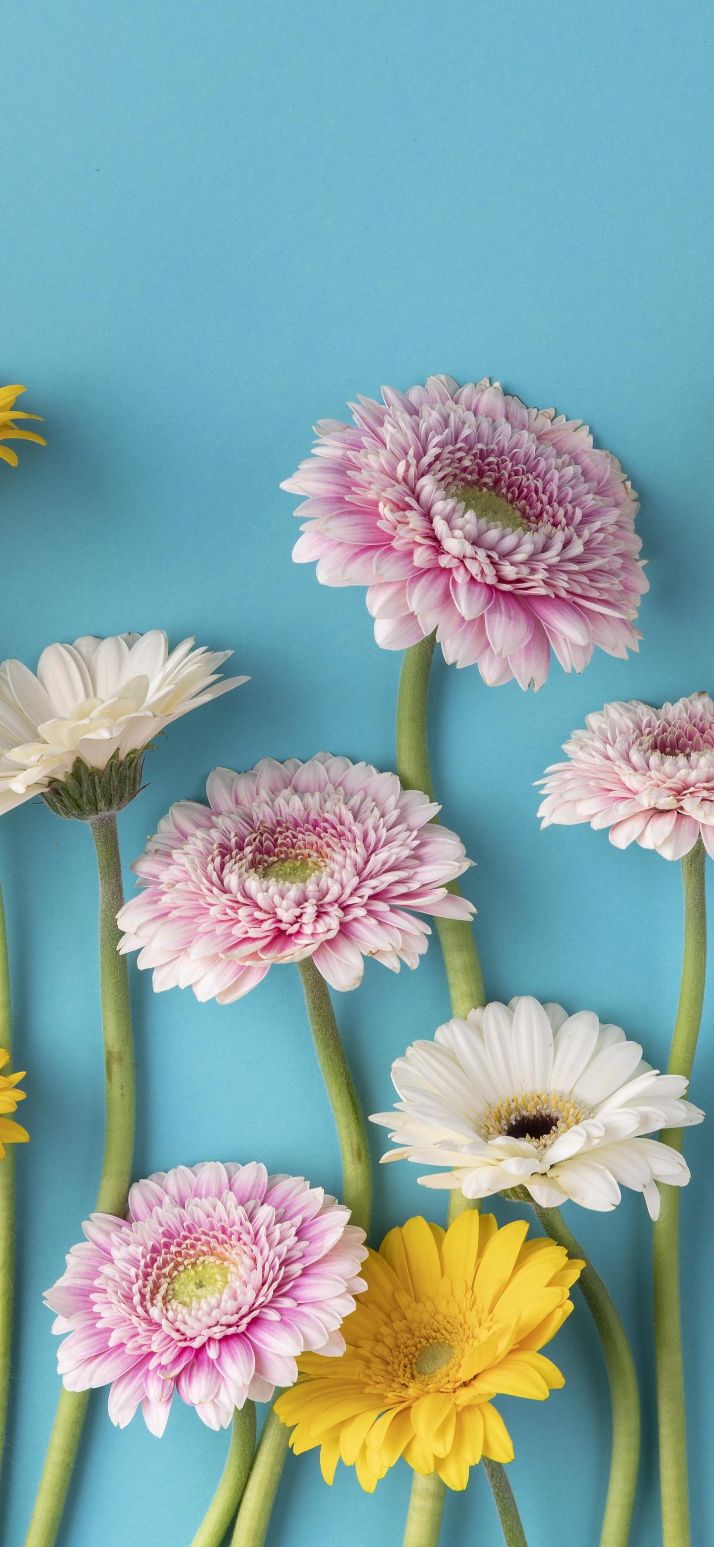 1418x3072 lockscreen flower