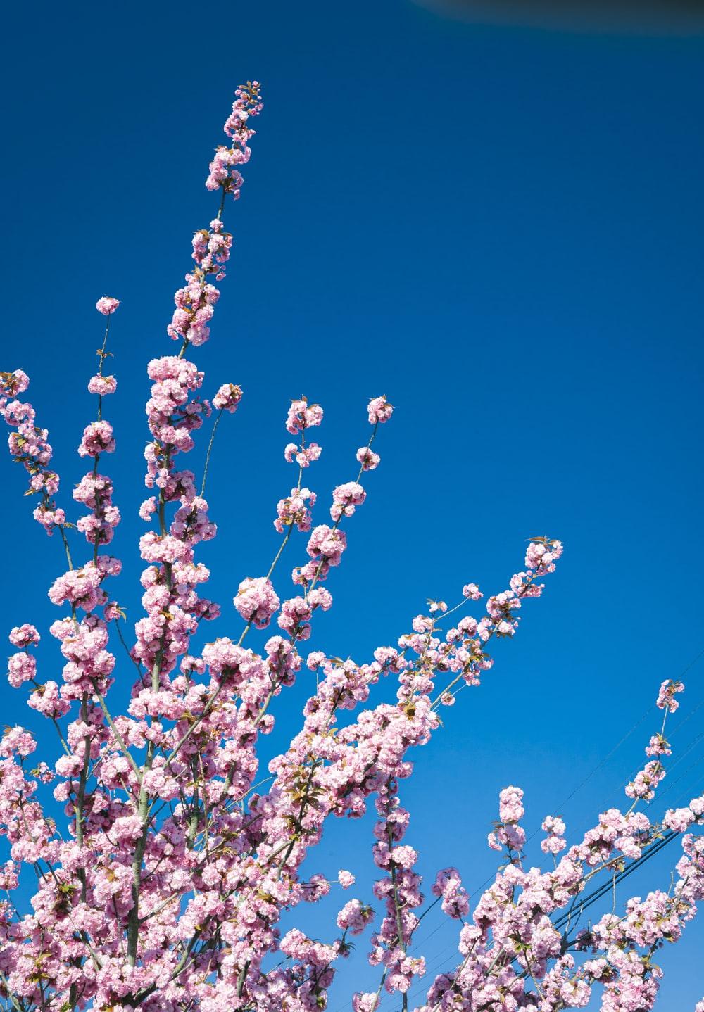 1000x1438 Kawaii Picture. Download Free Image