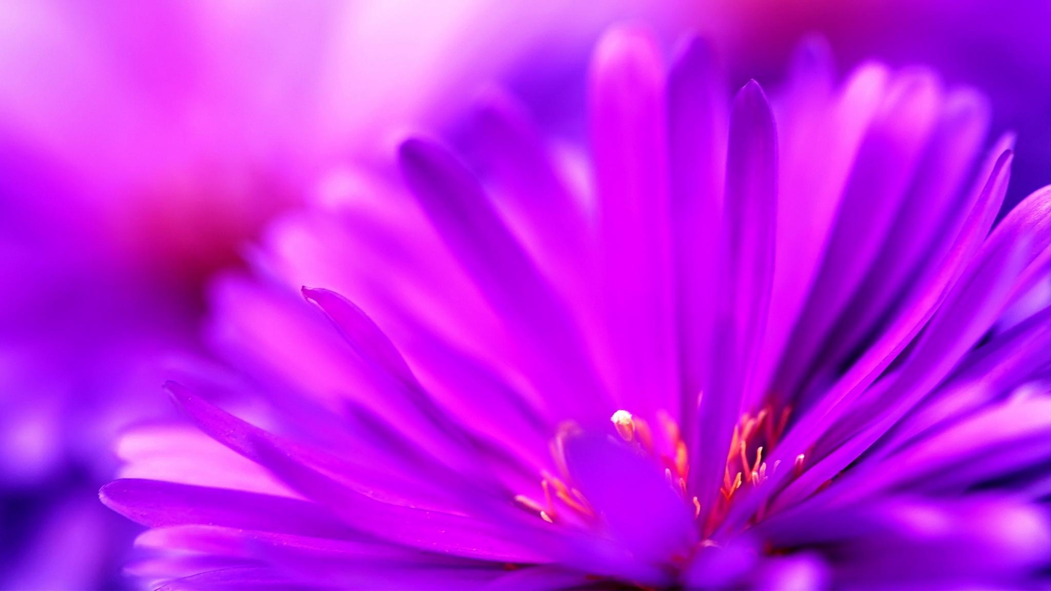 2048x1152 2048x1152 ultraviolet desktop background