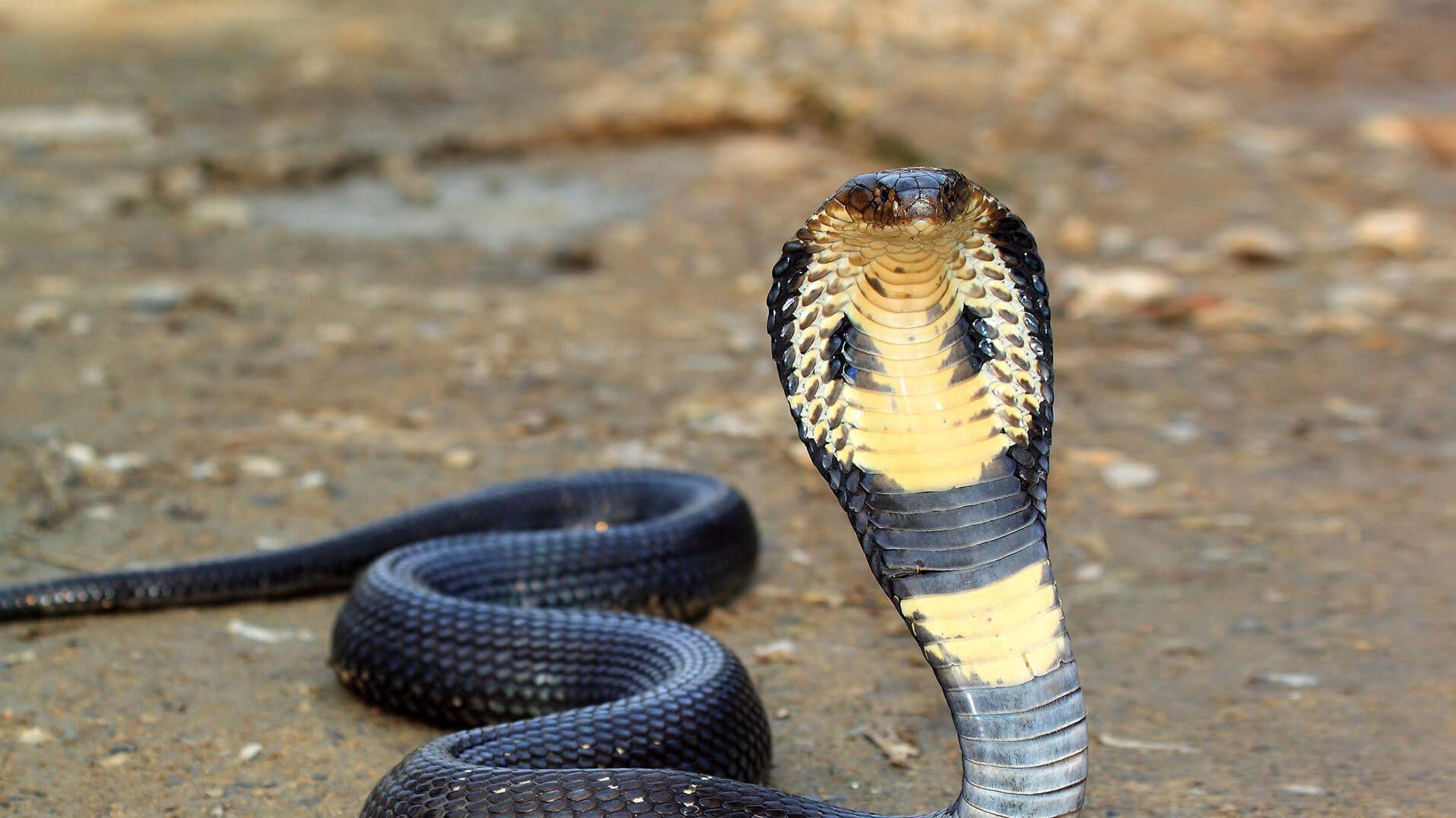 1920x1080 King Cobra Wallpaper Background
