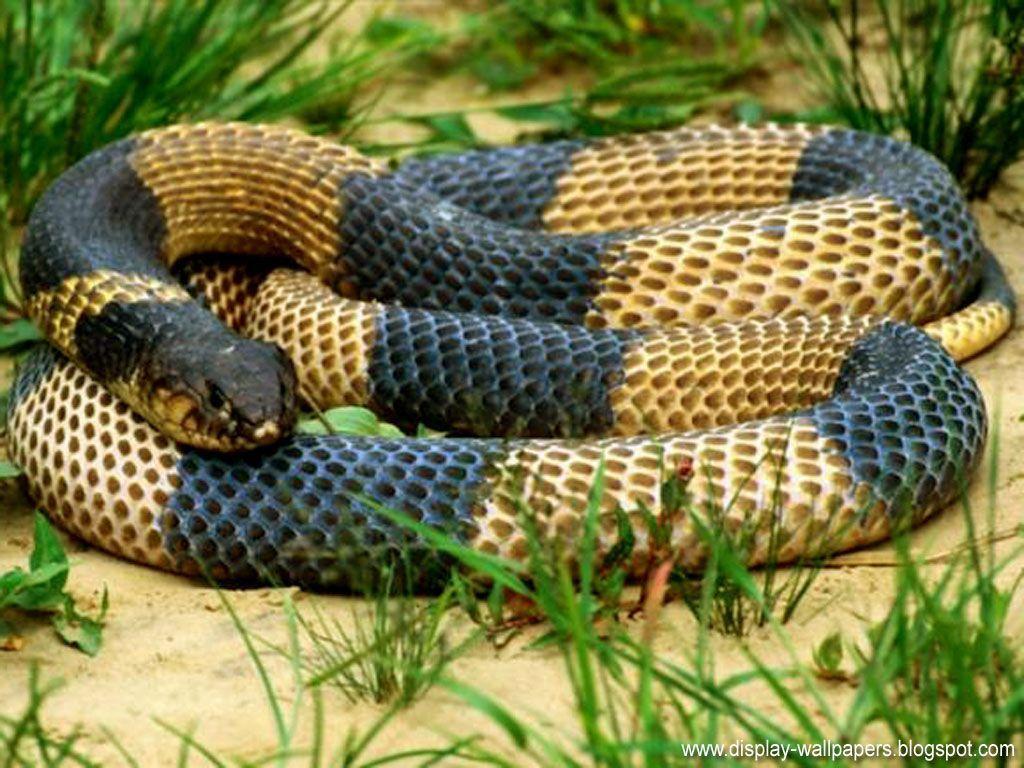 1024x768 King Kobra Snake Wallpaper