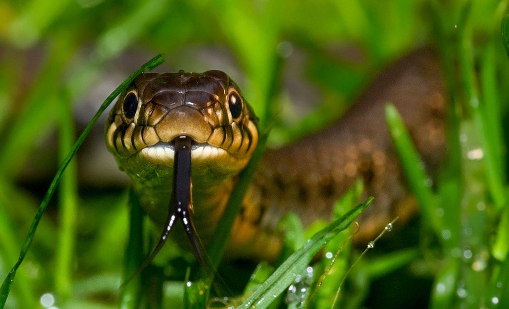 1680x1021 Desktop King Kobra Snake Photo Wallpaper