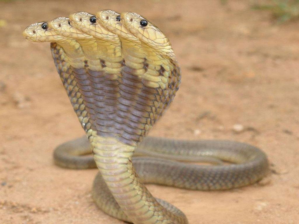 Cobra Snake  king cobra Wallpaper Download  MobCup