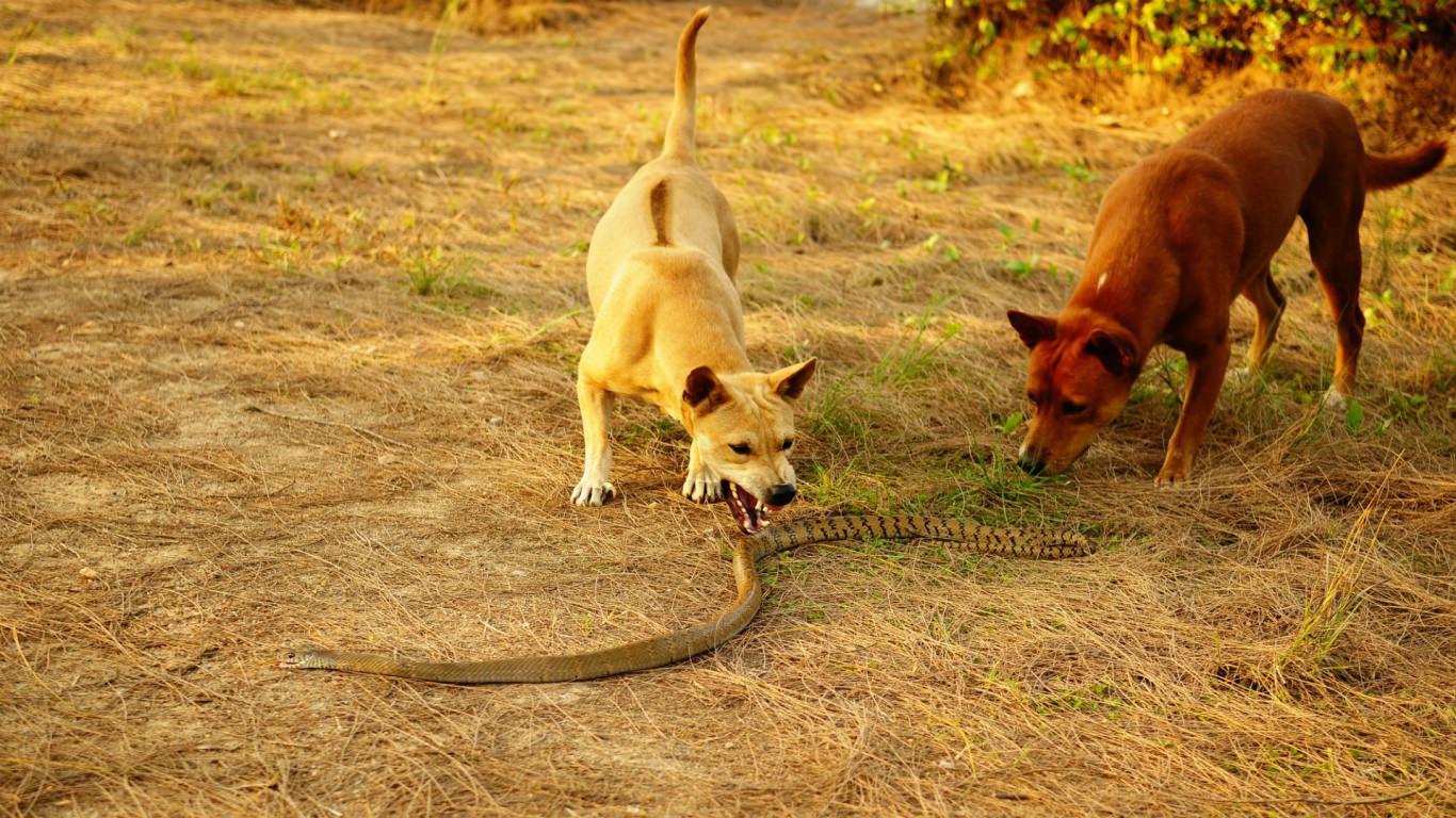 1366x768 Dogs and king cobra Desktop wallpaper 1366x768