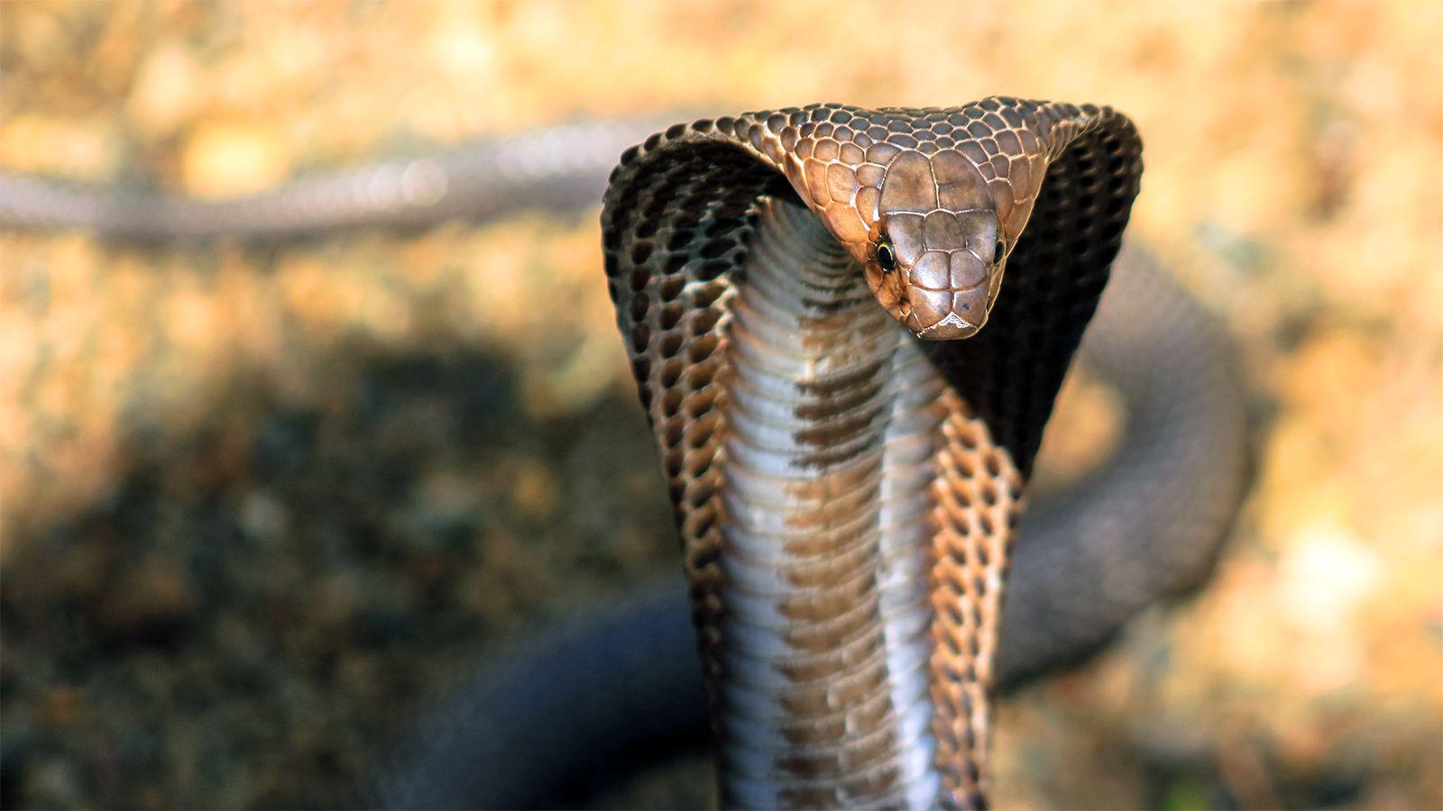 1600x900 King Cobra wallpaper, Animal, HQ King Cobra pictureK Wallpaper