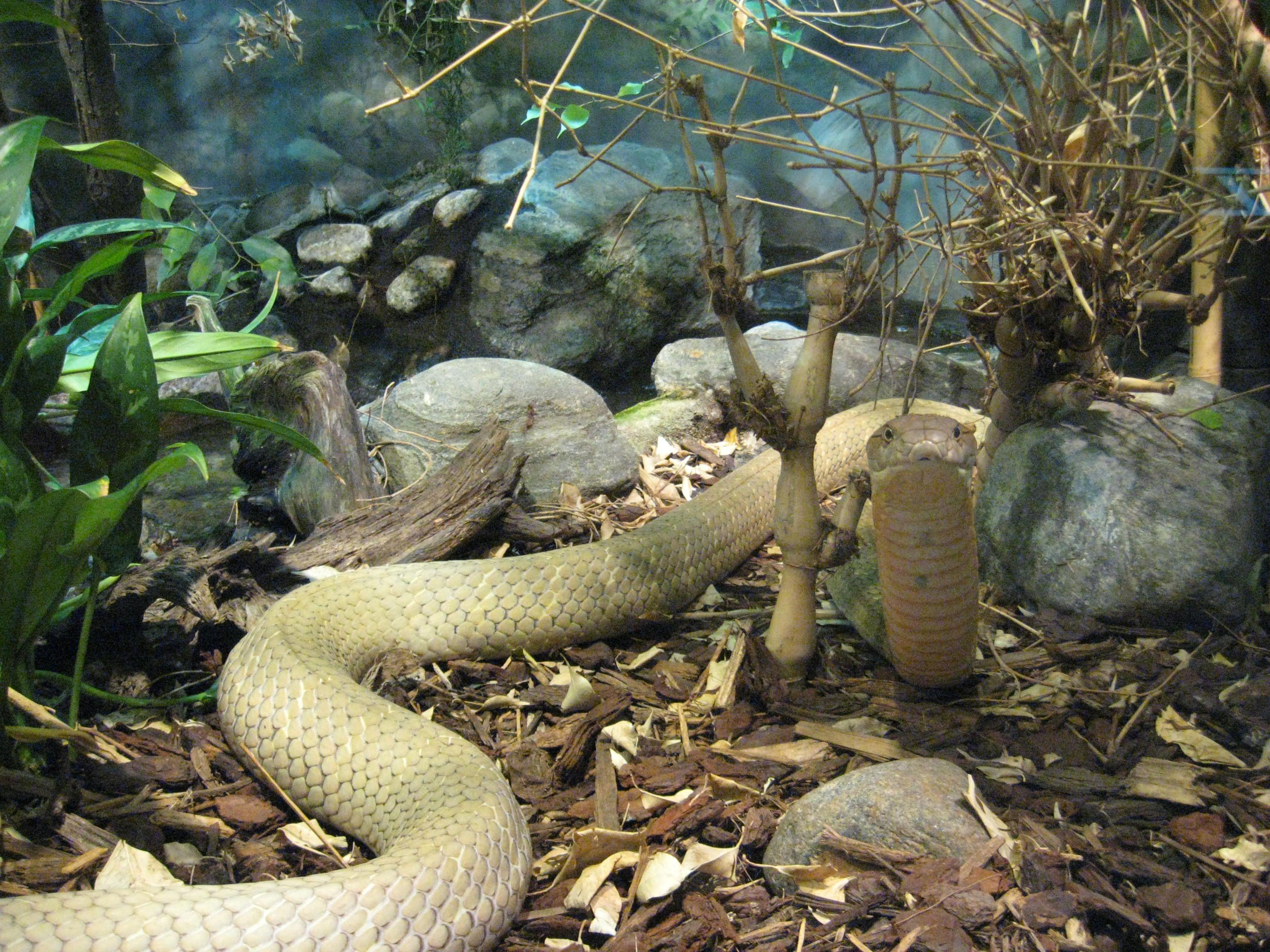 3072x2304 King Cobra Picture