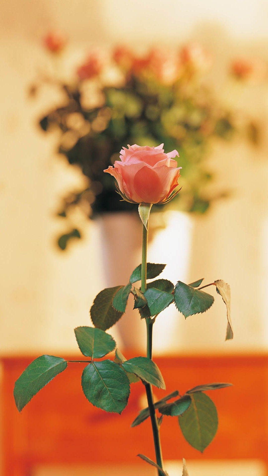 1080x1920 Pure Elegant Pink Rose Vase Bokeh Blurry #iPhone #plus #wallpaper. Flower wallpaper, Flower image hd, Flowers
