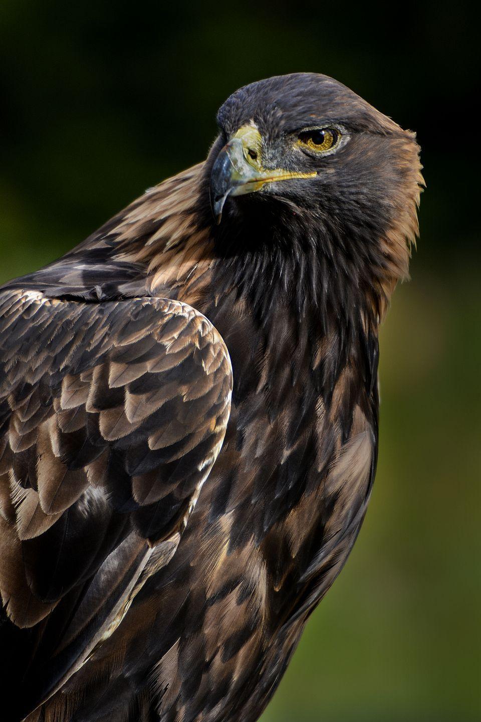 960x1440 Golden Eagle Phone Wallpaper