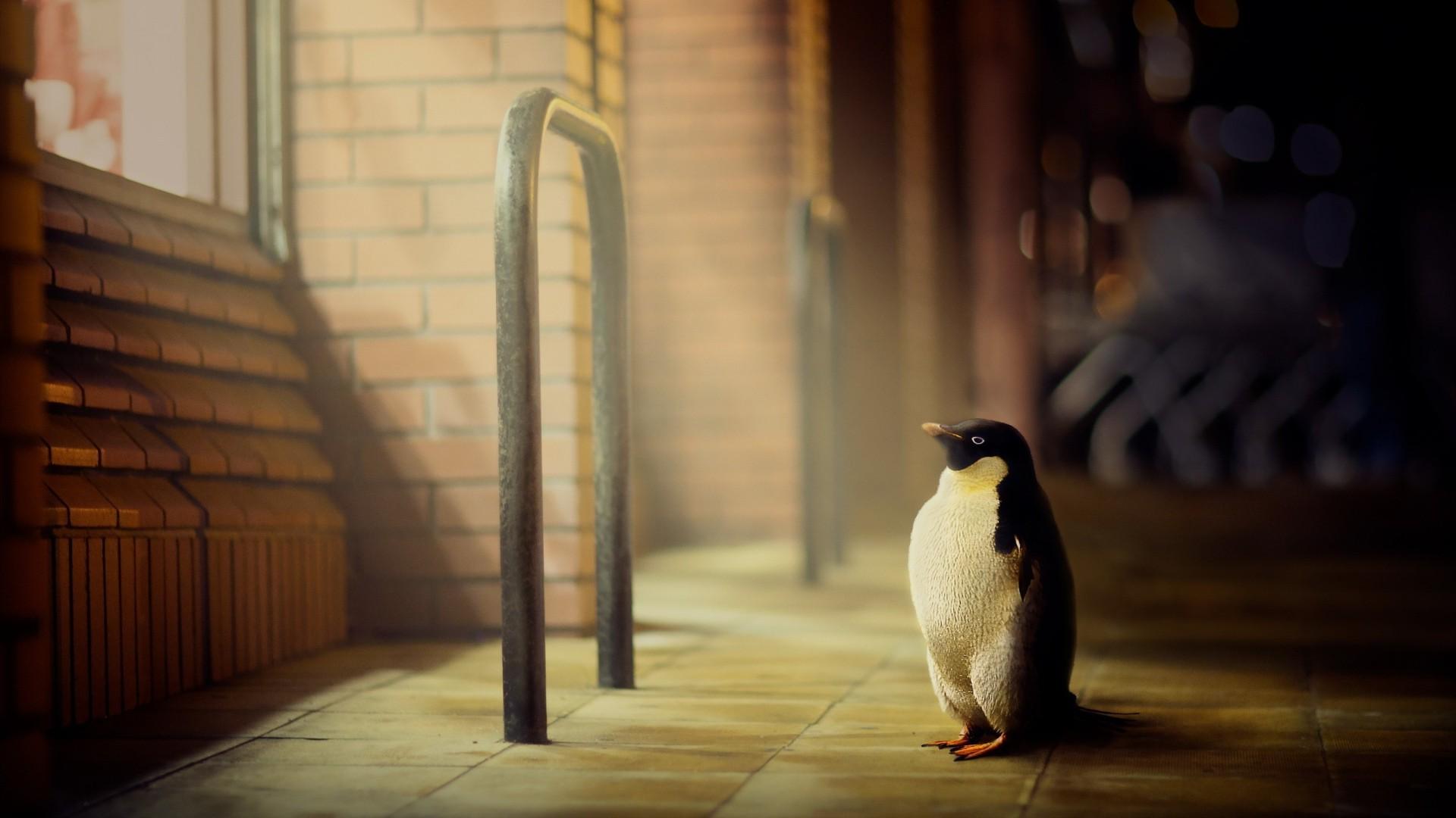 1920x1080 digital Art, Artwork, Animals, 3D, CGI, Penguins, Street, Tiles, Bricks, Window Wallpaper HD / Desktop and Mobile Background