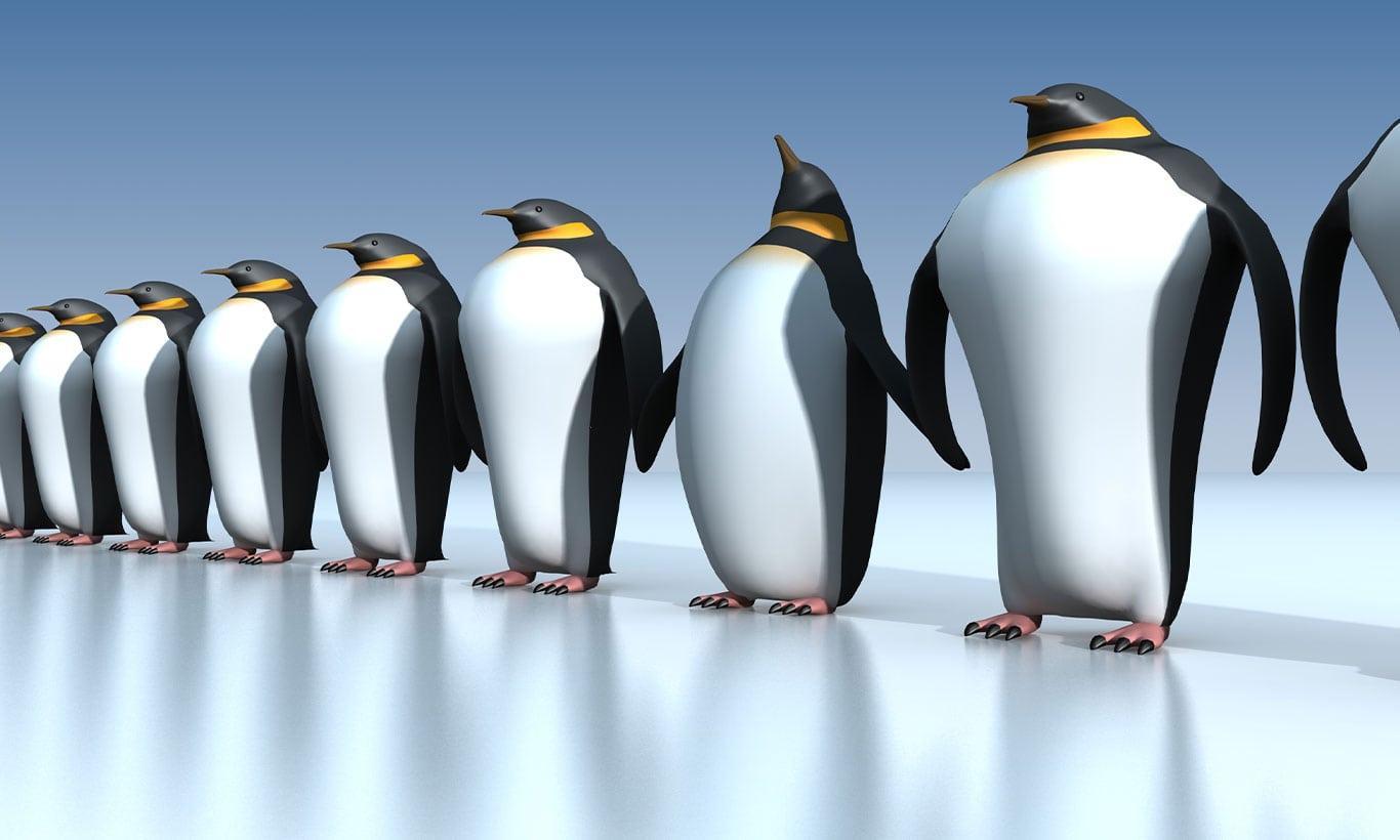 1366x820 Penguin Guard of Honour Wallpaper Mural