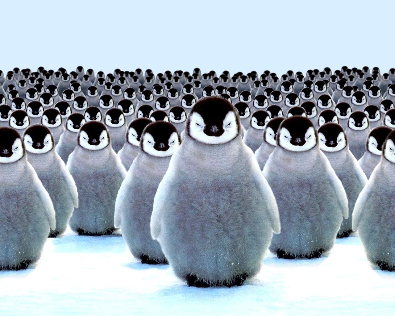 1280x1024 Download Wallpaper, Download 1280x1024 birds penguins 1280x1024 wallpaper Wallpaper –Free Wallpaper Download