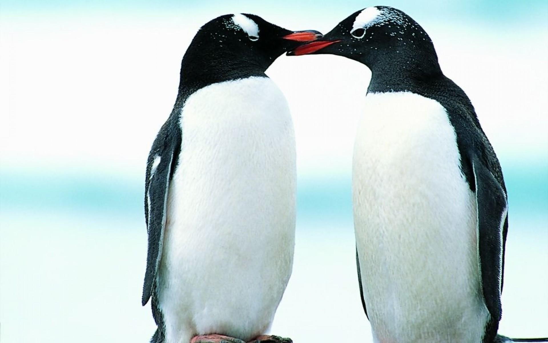 1920x1200 Penguin Wallpaper