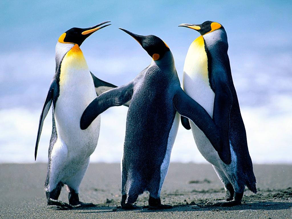 1024x768 Download Wallpaper, Download 1024x768 animal life Penguin trio Wallpaper –Free Wallpaper Download