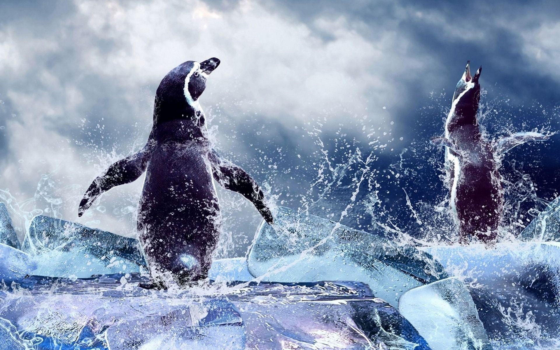 1920x1200 Penguin Wallpaper
