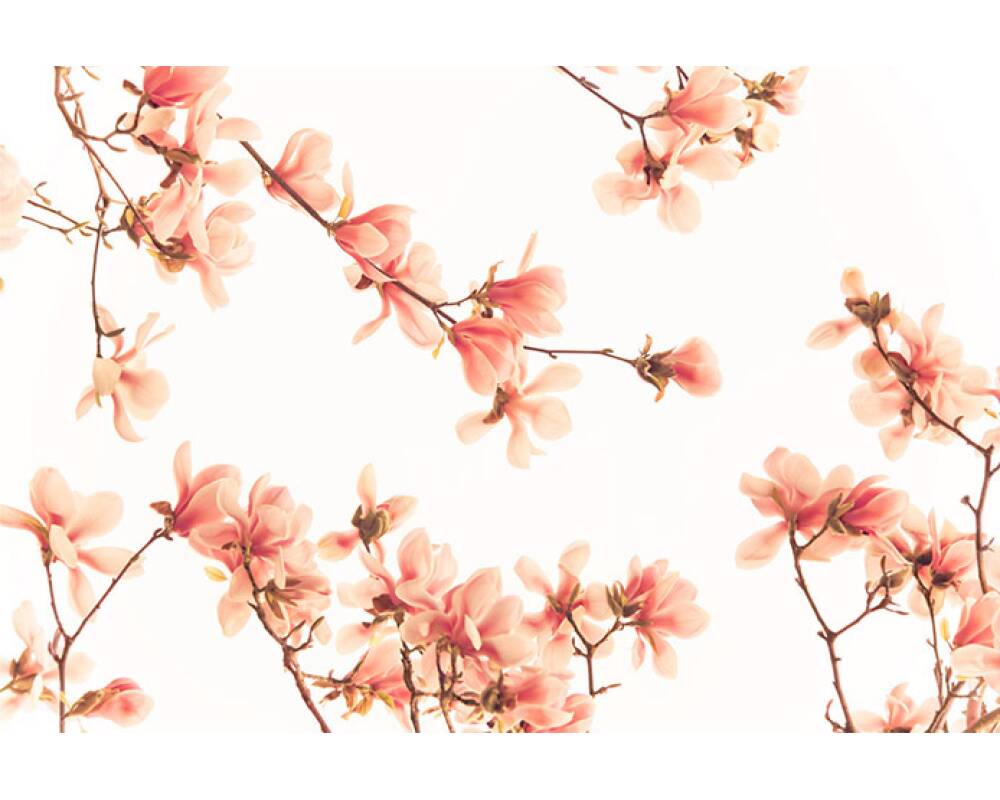 1000x800 Livingwalls Photo wallpaper «Salmon pink blossom» 036260