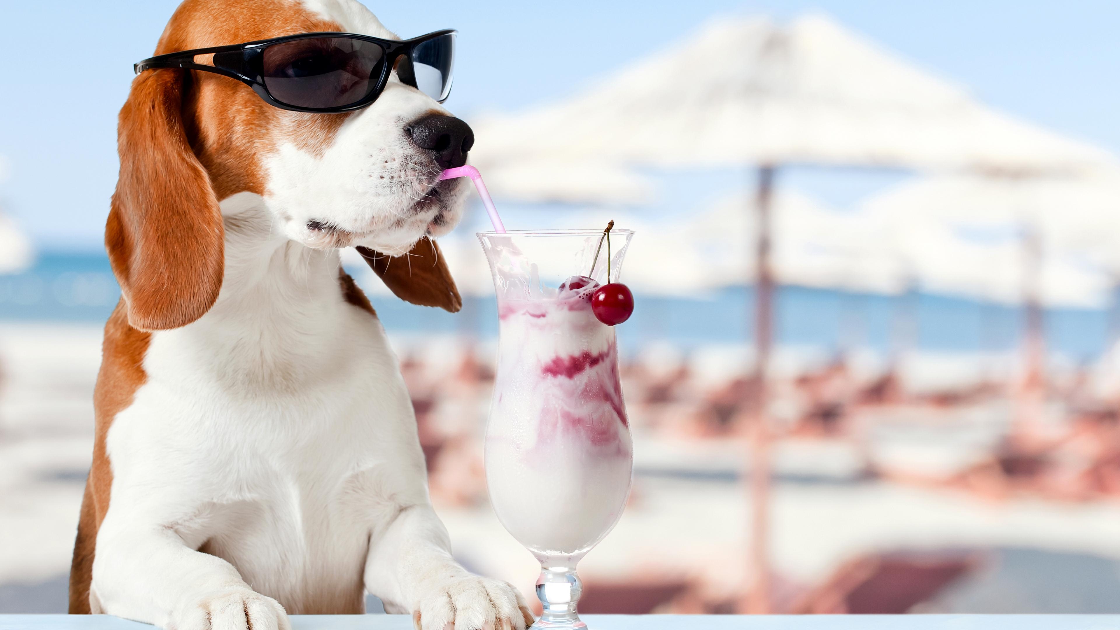 3840x2160 Desktop Wallpaper Beagle, Dog, Drinks, Summer, Holiday, Funny, Sunglasses, HD Image, Picture, Background, 69d091