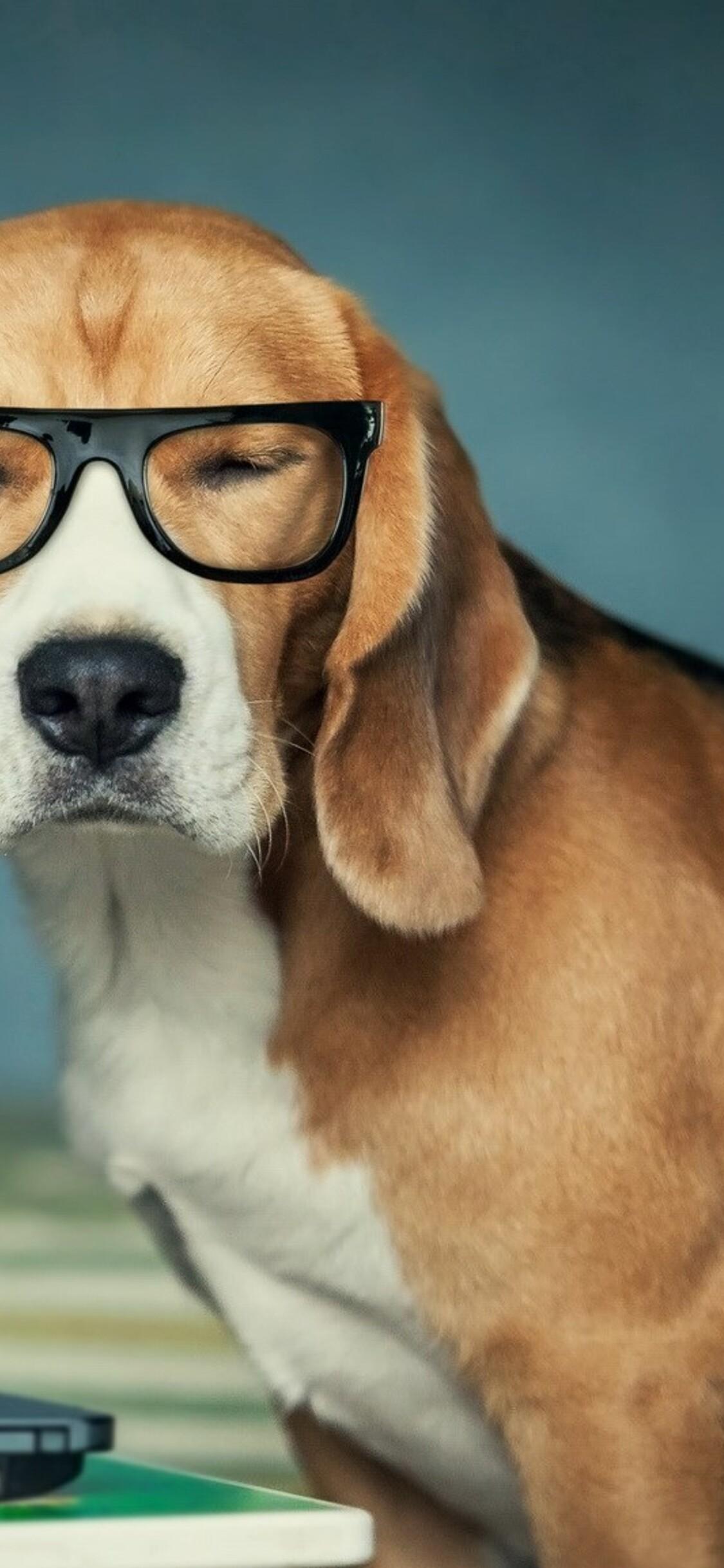 1125x2436 Beagle Funny iPhone XS, iPhone iPhone X HD 4k Wallpaper, Image, Background, Photo and Picture