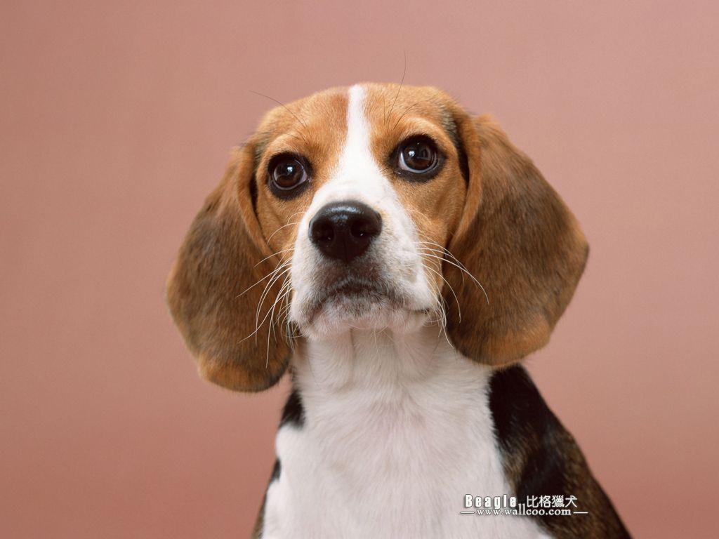 1024x768 picture of beagles dogs. Beagle Dog photo Wallpaper 1024x768 NO.3 Desktop Wallpaper. Beagle dog, Beagle puppy, Beagle