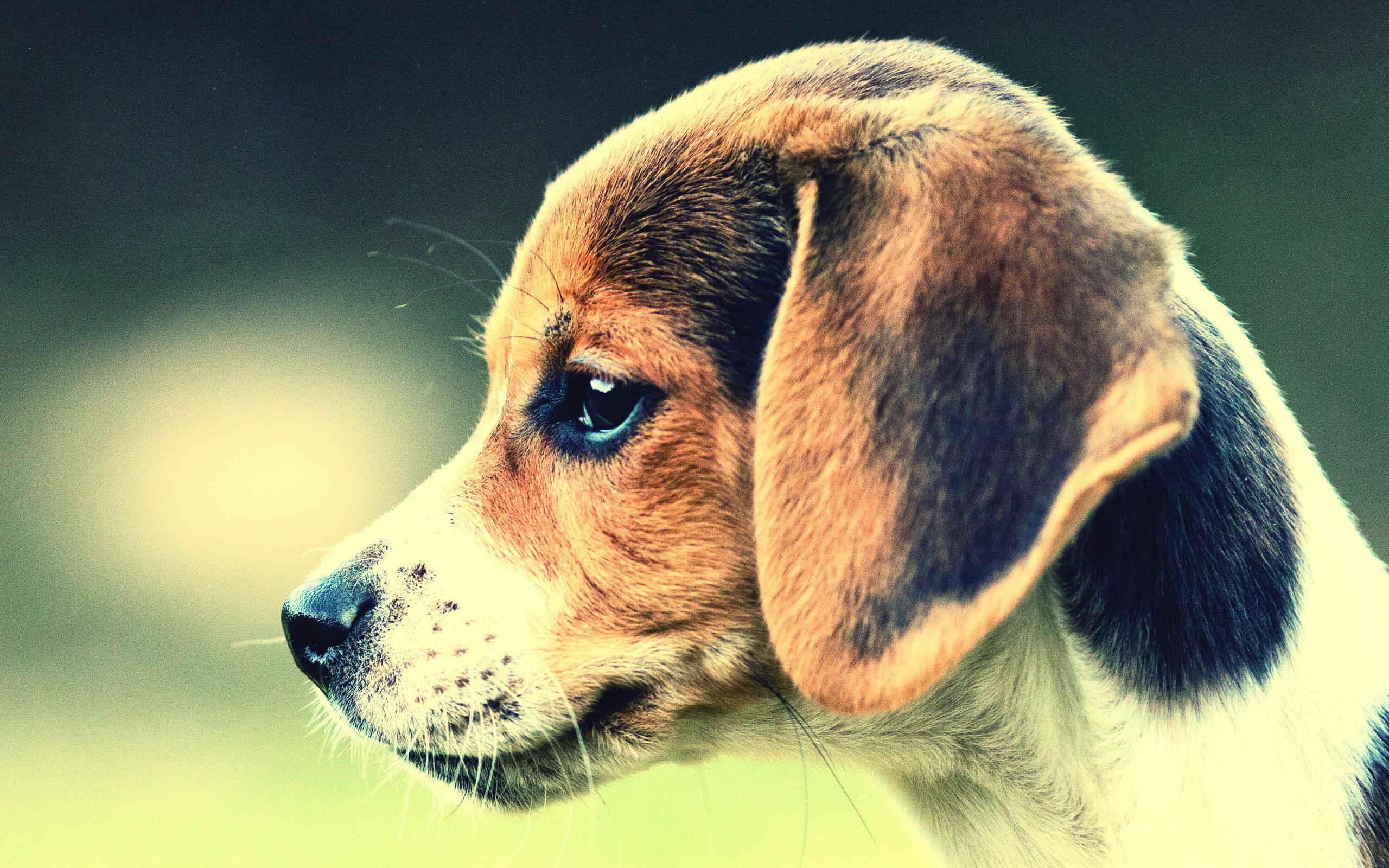 2560x1600 Free download Dog Beagle wallpaper and image wallpaper picture photo [2560x1600] for your Desktop, Mobile & Tablet. Explore Funny Beagle Wallpaper. Beagle Screen Wallpaper, Beagle Picture Wallpaper, Beagle Wallpaper