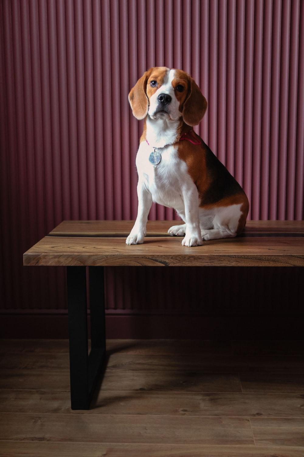 1000x1500 Beagle Dog Picture. Download Free Image
