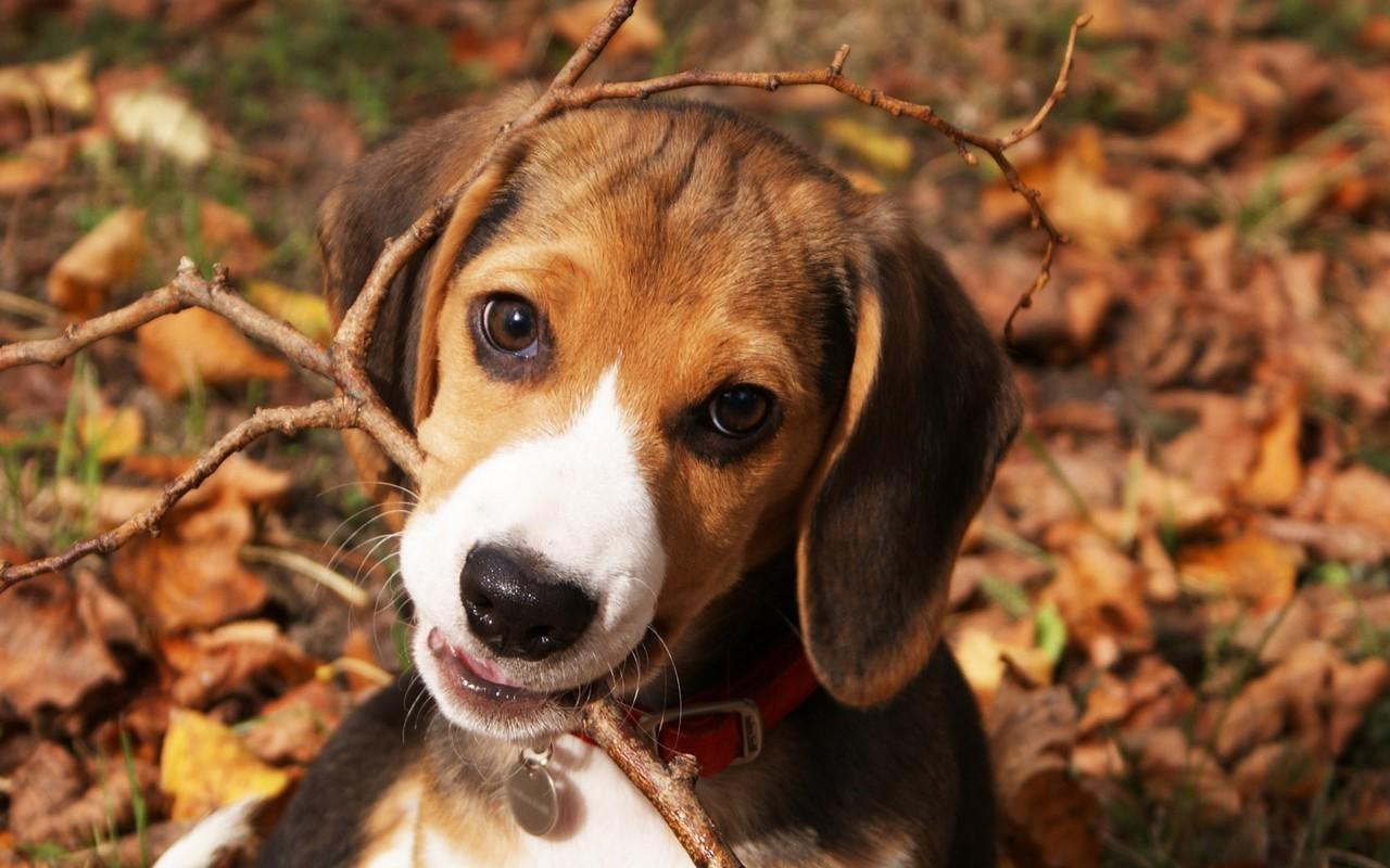 1280x800 Free download Pics Photo Beagle Puppy Funny Wallpaper [1280x800] for your Desktop, Mobile & Tablet. Explore Beagle Puppy Wallpaper. Beagle Wallpaper Border, Funny Beagle Wallpaper, HD Beagle Wallpaper