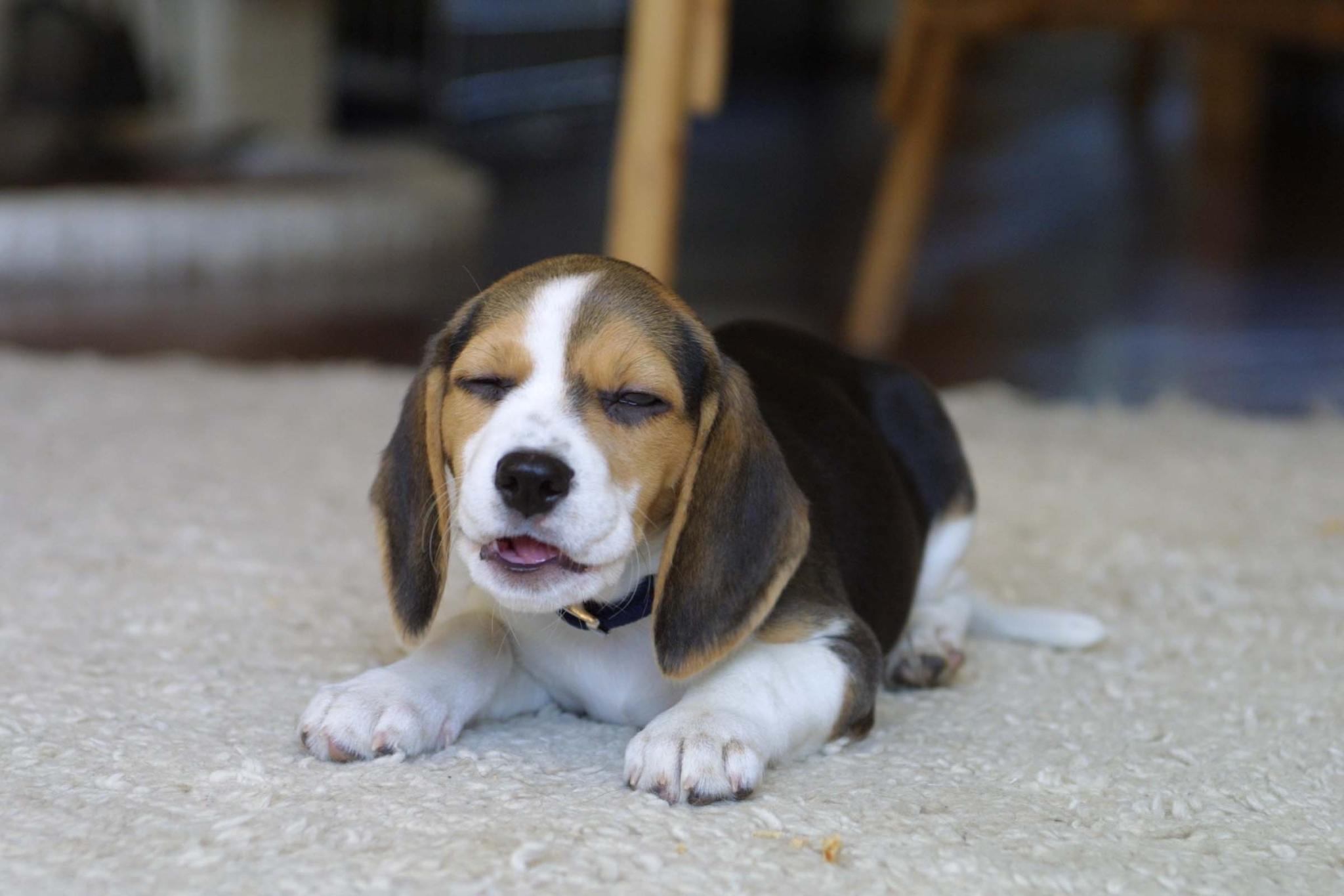 2048x1365 Funny dog ​​beagle on the carpet wallpaper and image, picture, photo