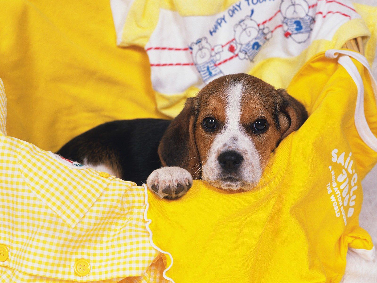 1600x1200 Beagle HD Wallpaper and Background Image