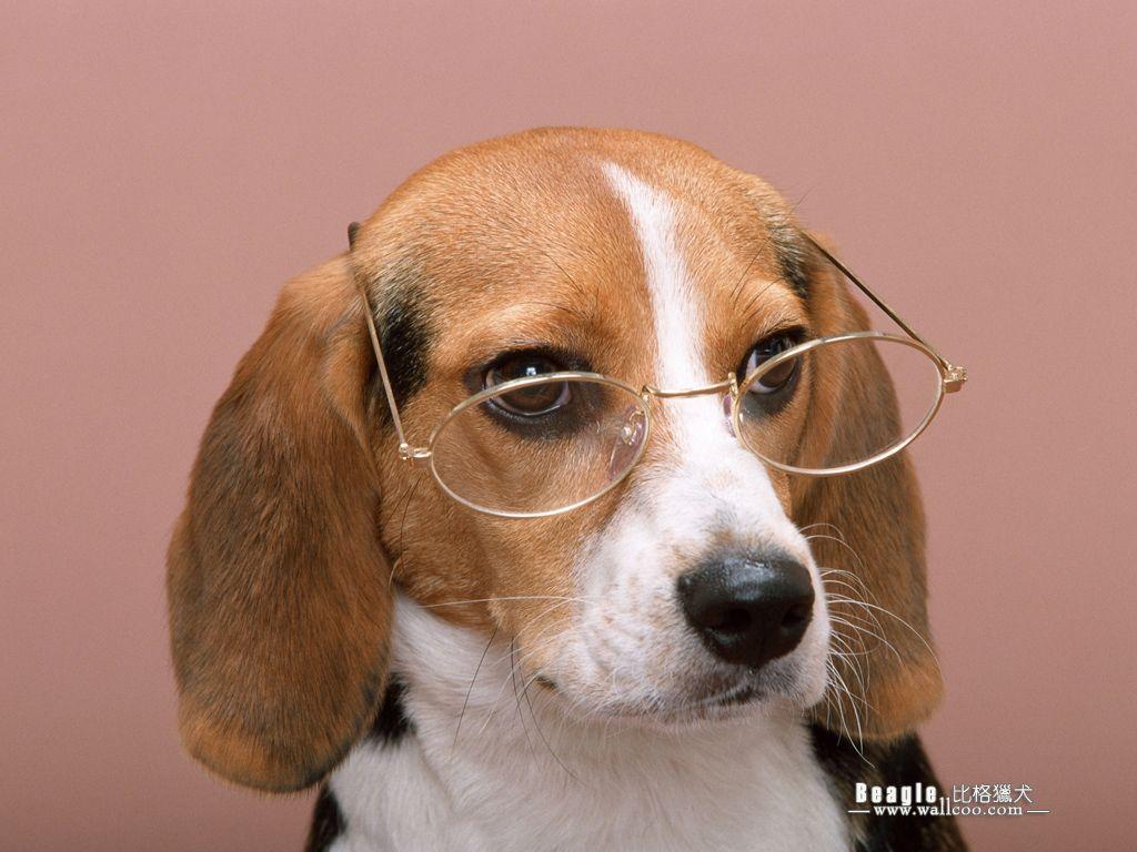1024x768 Beagle Dog photo Wallpaper 1024x768 NO.4 Desktop Wallpaper. Beagle dog, Cute beagles, Dog with glasses