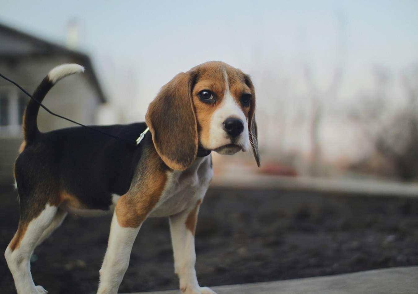 1350x950 Free download BEAGLE WALLPAPER 127579 HD Wallpaper [desktopinHQnet] [1350x950] for your Desktop, Mobile & Tablet. Explore Beagle Wallpaper. Beagle Wallpaper Border, Funny Beagle Wallpaper, Beagle Puppies Wallpaper