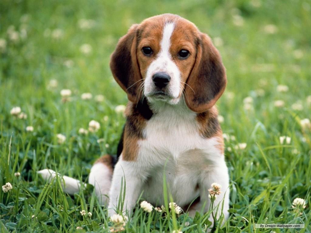1024x768 Beagle Wallpaper