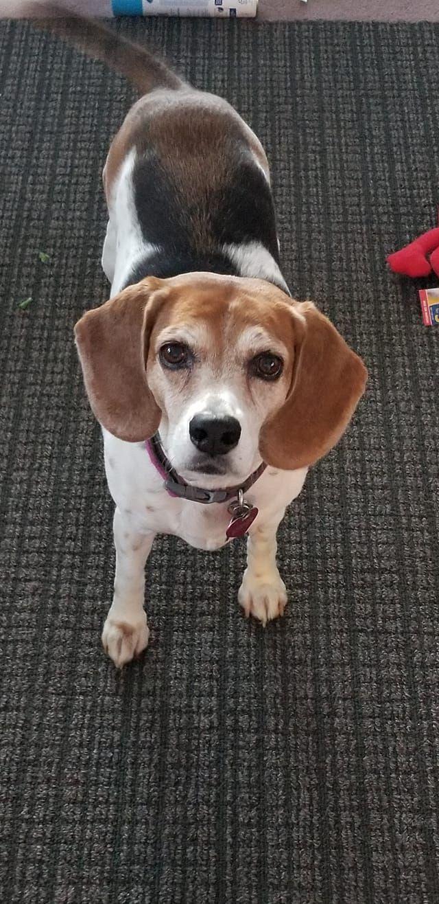 640x1316 Beagles Wallpaper Cute Animals. Beagle dog, Dogs and puppies, Cute animals