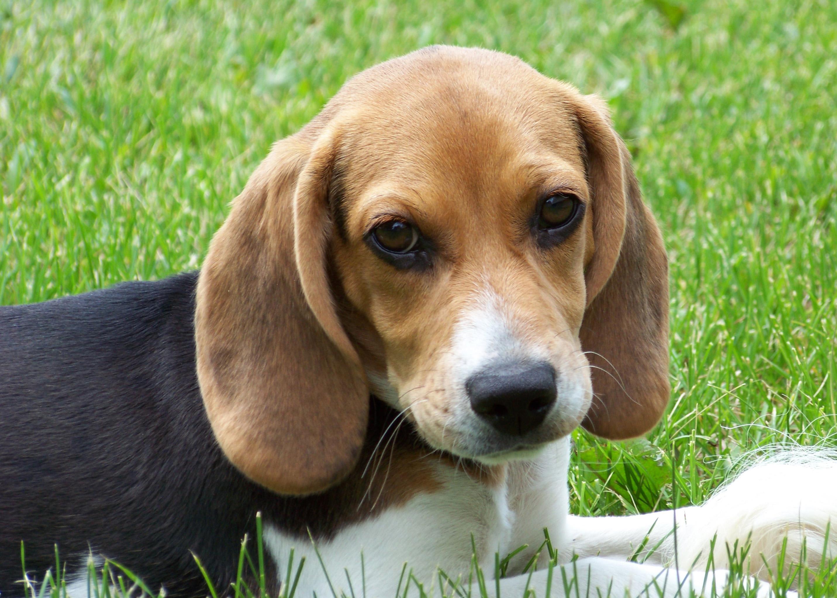 2863x2046 Free Beagle Wallpaper