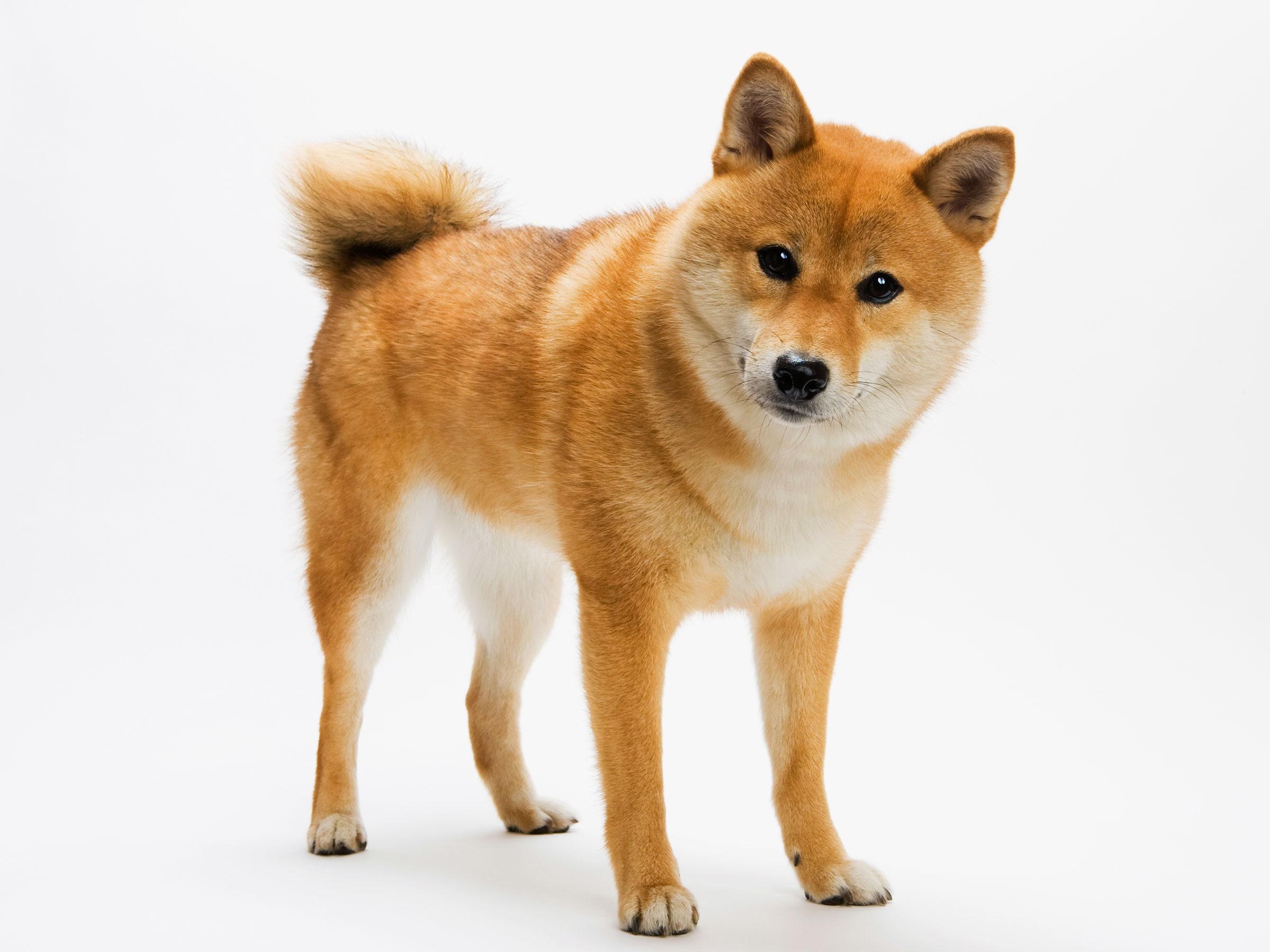 2400x1800 Where Did 'Doggo' Come From? Wouldn't You Like to Know, Fren