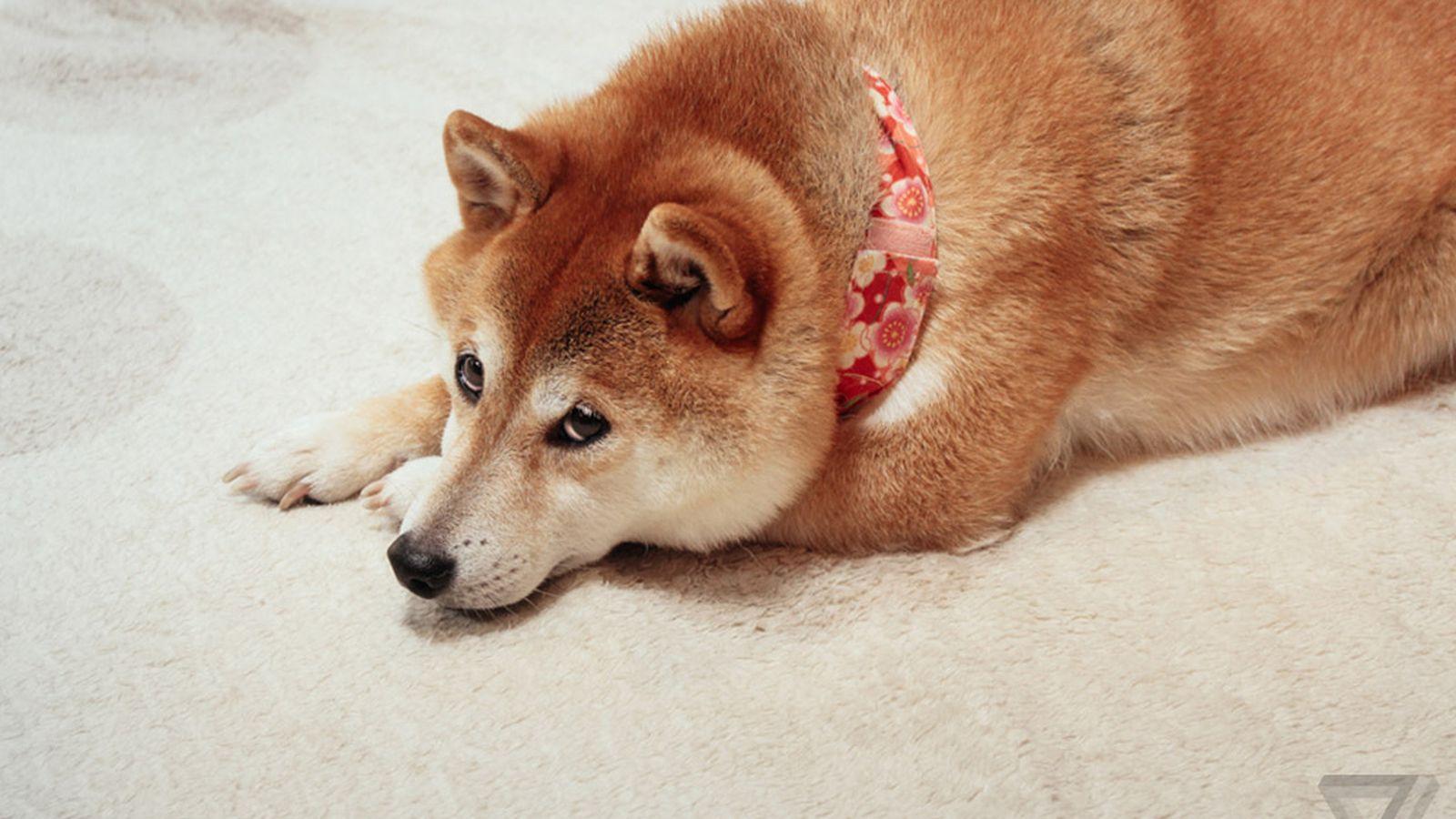 1600x900 Wow this is doge