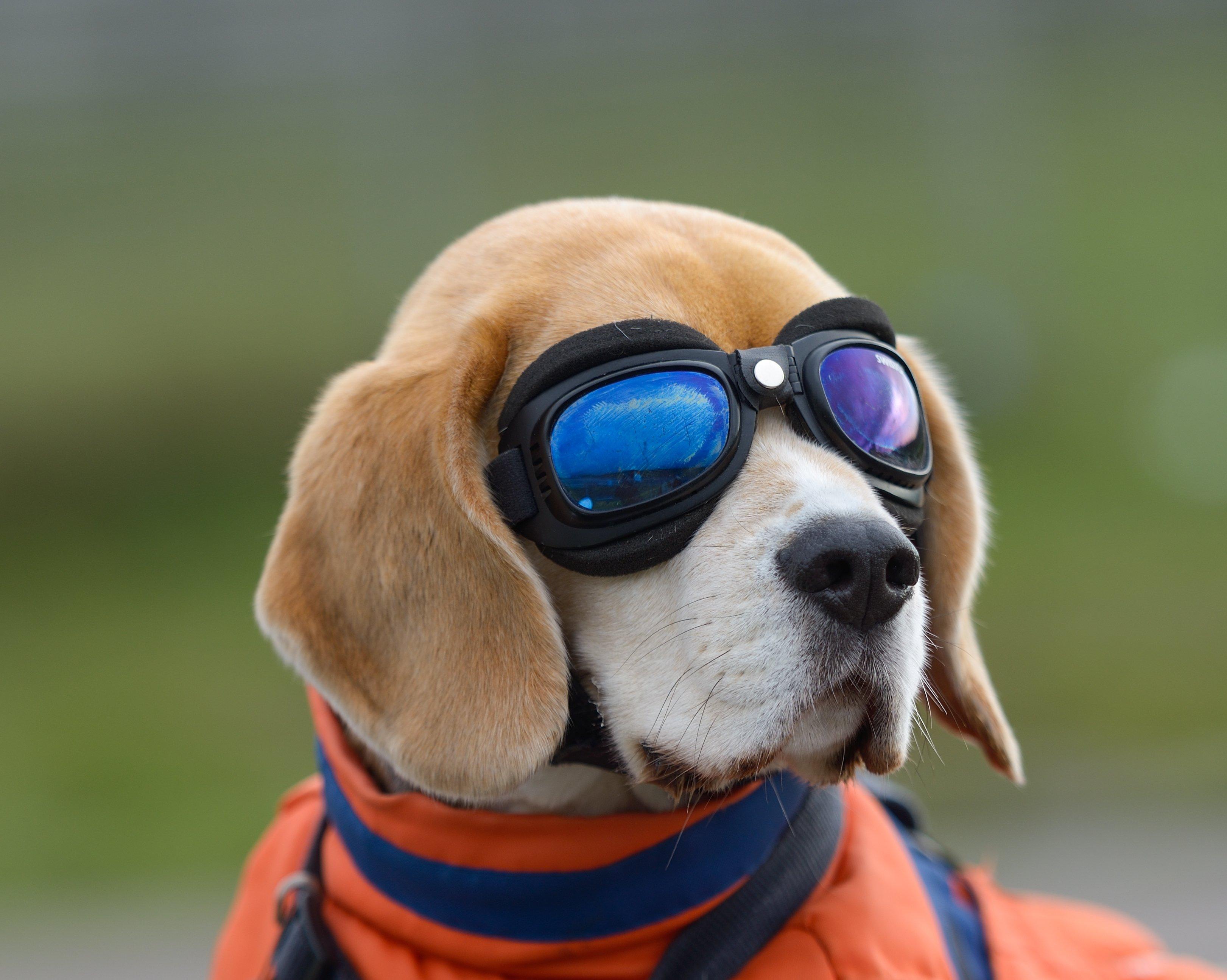 3242x2589 dog, Beagle, Glasses, Animals Wallpaper HD / Desktop and Mobile Background