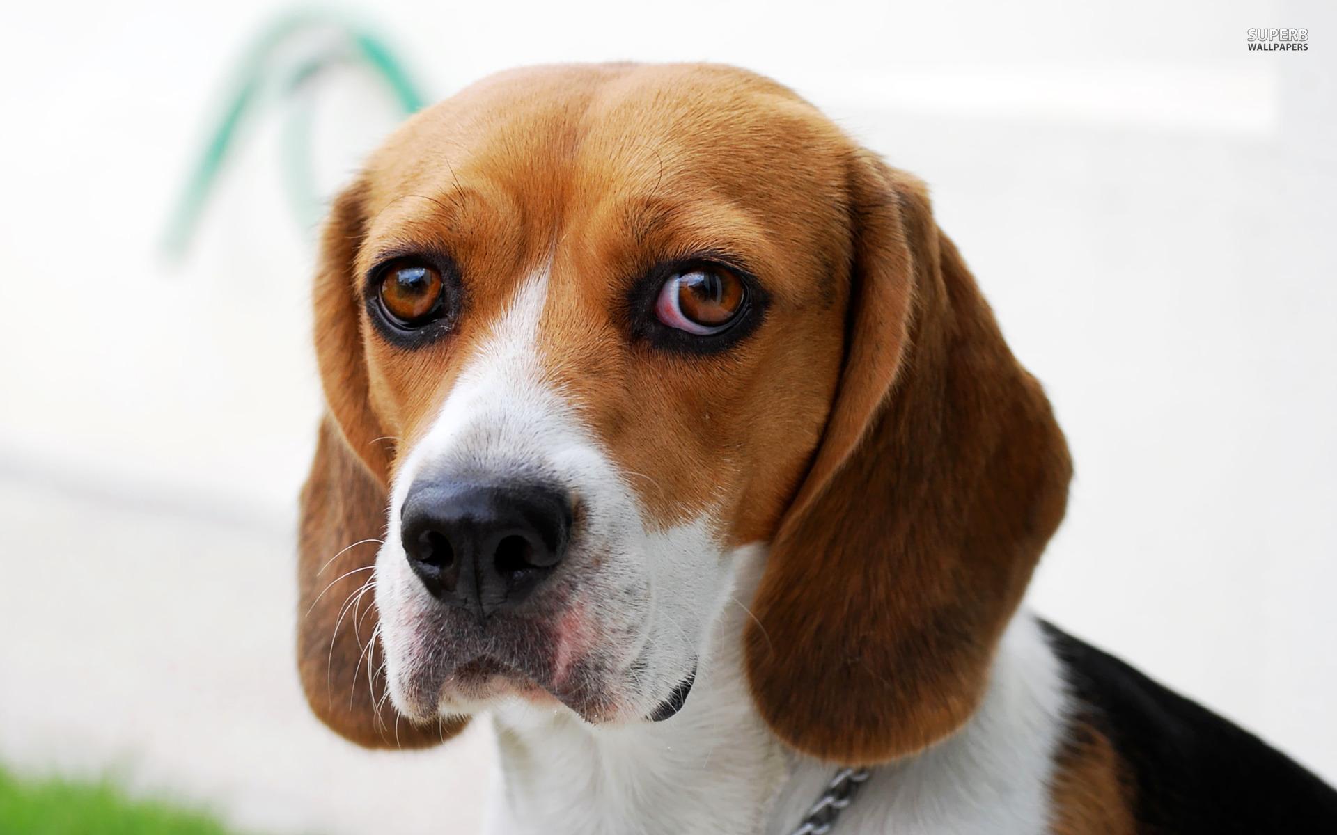 1920x1200 Beagle Wallpaper