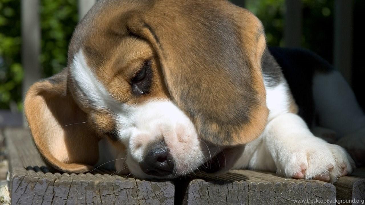 1280x720 Wallpaper Picture Photo: Beagle Funny Picture Desktop Background