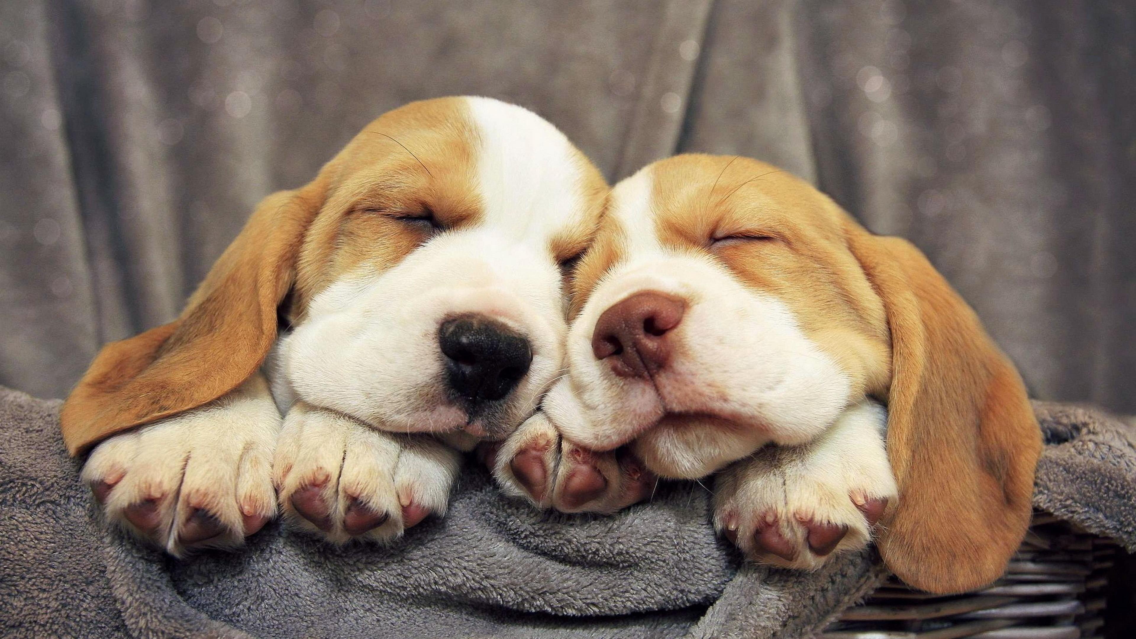 3840x2160 Beagle Dogs Sleeping Wide Wallpaper 50052 3840x2160px