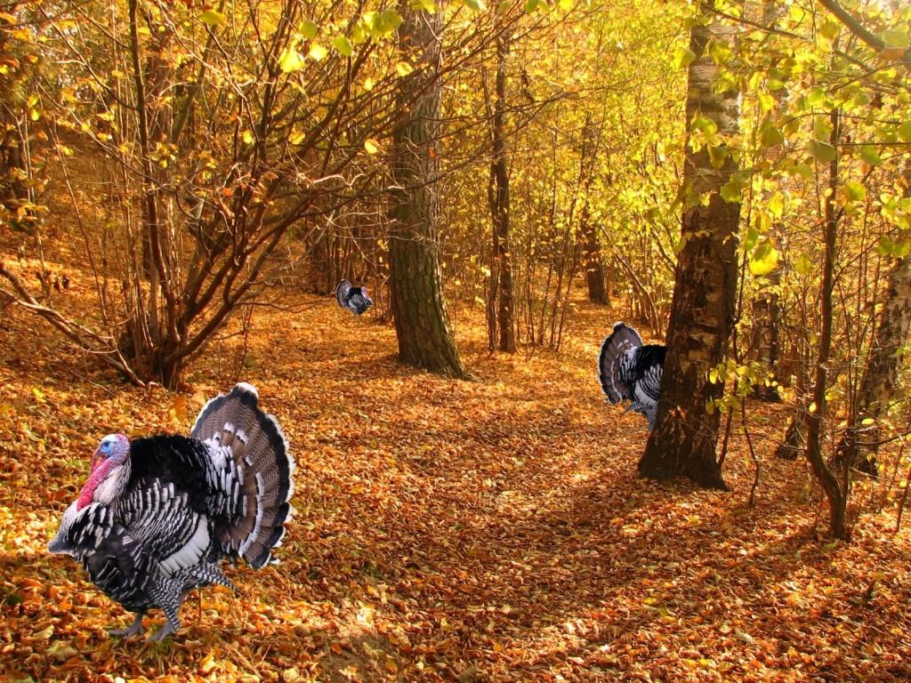 1024x768 Turkey Thanksgiving